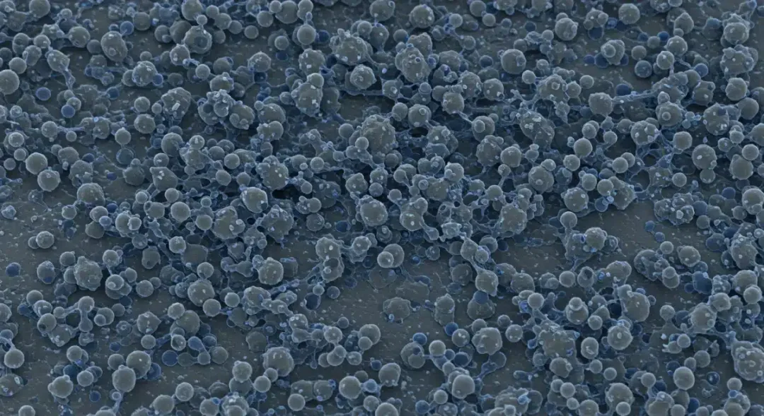 Microscopic view of silicon anode battery material.