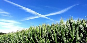 GMOs in the US: Exploring the Potential Benefits and Risks - Cover Image